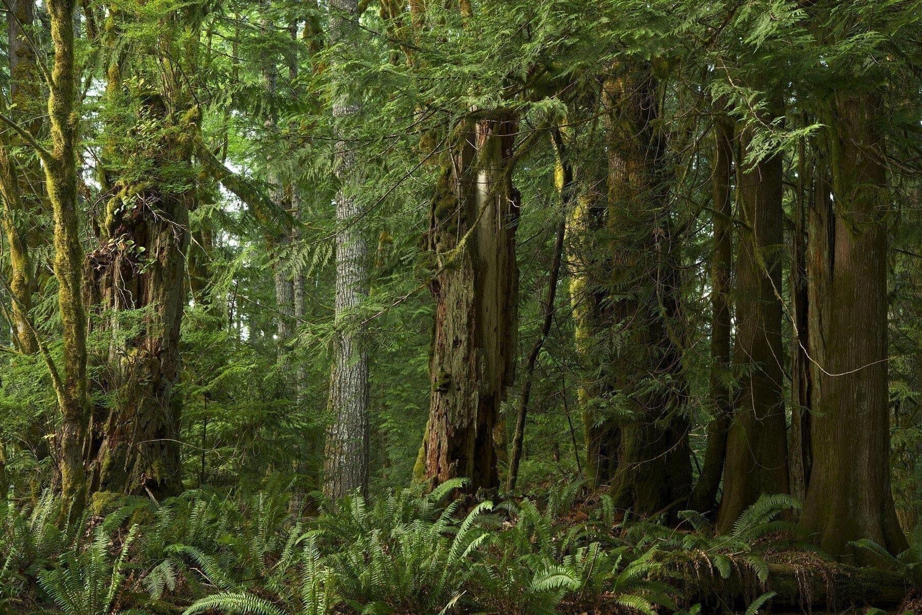 A lush forest scene with tall trees covered in moss and dense undergrowth of ferns. The vibrant green foliage and varied tree textures create a serene and dense woodland atmosphere. Light filters through the canopy, casting a soft glow on the forest floor.